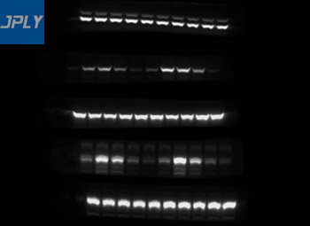 凝胶成像实拍图